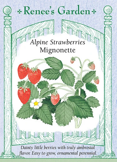 RG Strawberry Alpine Mignonette 